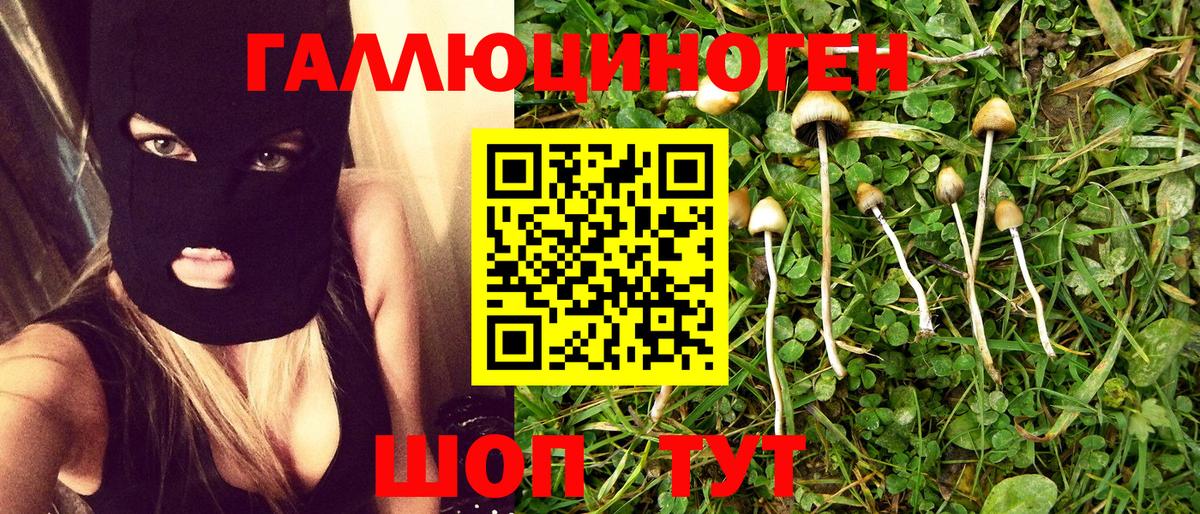 Псилоцибиновые грибы прущие грибы  Галлюциногенные грибы Cubensis  Тайшет  Вход с VPN 